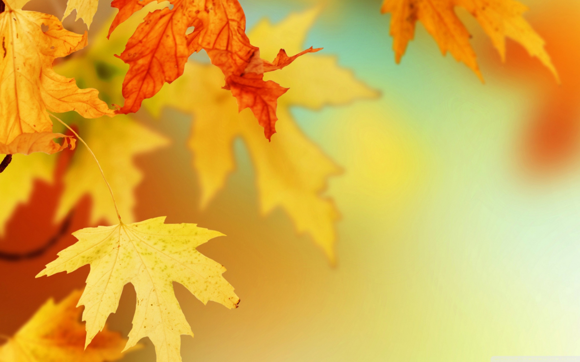 Screenshot №1 pro téma Yellow Autumn Leaves 1920x1200