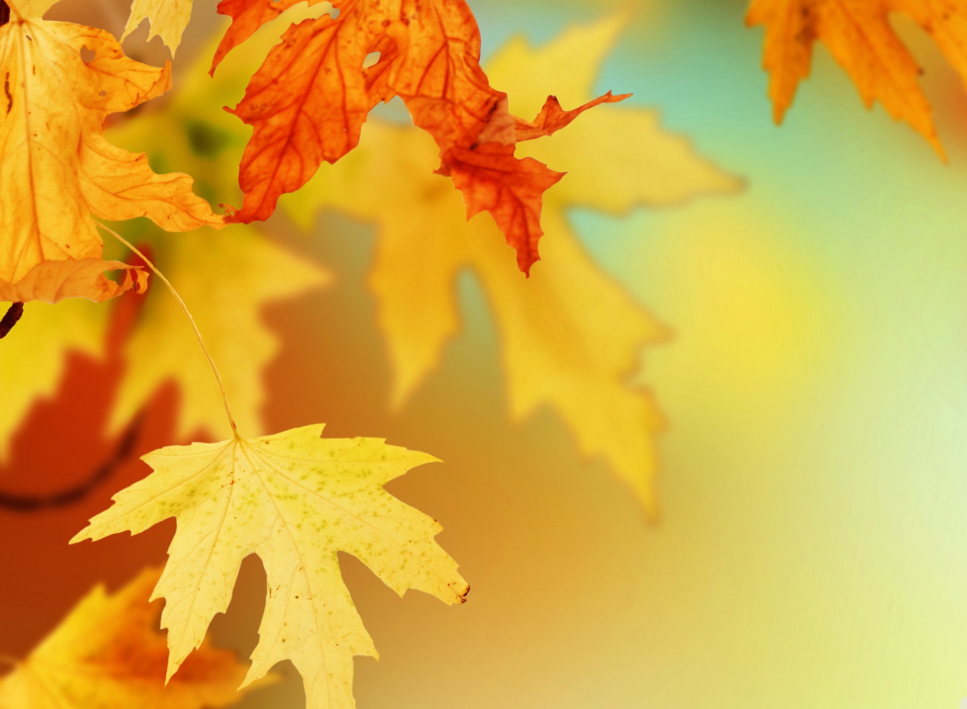 Screenshot №1 pro téma Yellow Autumn Leaves 1920x1408