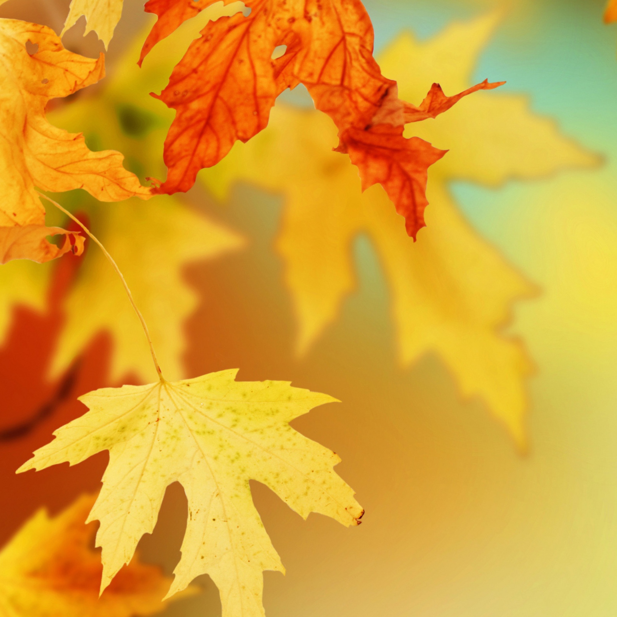 Fondo de pantalla Yellow Autumn Leaves 2048x2048
