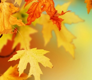 Kostenloses Yellow Autumn Leaves Wallpaper für 208x208