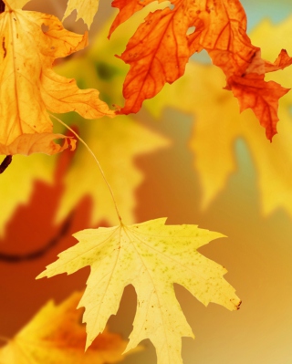 Yellow Autumn Leaves - Obrázkek zdarma pro 640x1136