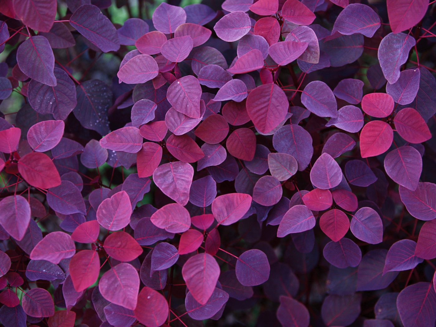 Fondo de pantalla Pink And Violet Leaves 1400x1050