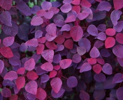 Screenshot №1 pro téma Pink And Violet Leaves 176x144