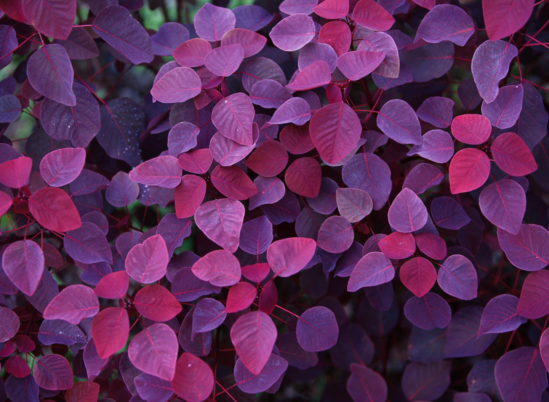 Screenshot №1 pro téma Pink And Violet Leaves 1920x1408