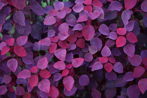 Fondo de pantalla Pink And Violet Leaves 480x320