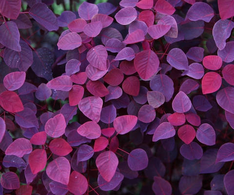 Screenshot №1 pro téma Pink And Violet Leaves 480x400