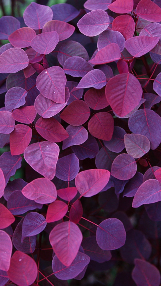 Screenshot №1 pro téma Pink And Violet Leaves 640x1136
