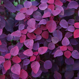 Pink And Violet Leaves papel de parede para celular para 208x208