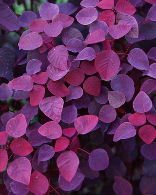 Pink And Violet Leaves - Obrázkek zdarma pro Nokia X2-02