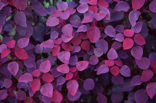 Pink And Violet Leaves - Obrázkek zdarma pro Android 320x480