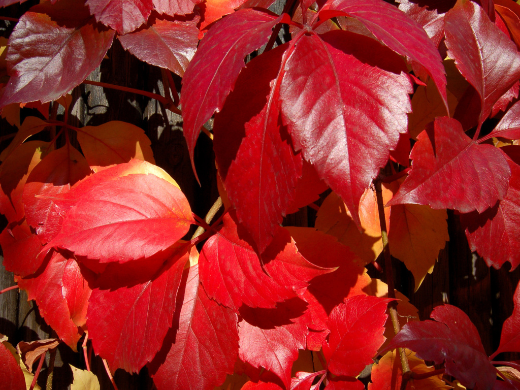 Fondo de pantalla Crimson autumn foliage macro 1024x768