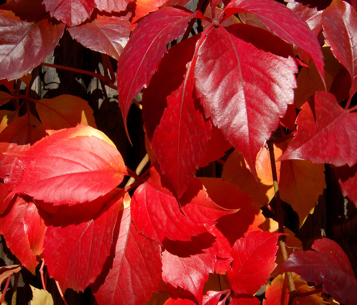 Fondo de pantalla Crimson autumn foliage macro 1200x1024