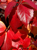 Fondo de pantalla Crimson autumn foliage macro 132x176