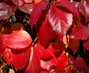 Das Crimson autumn foliage macro Wallpaper 176x144