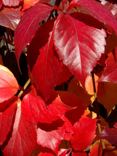 Fondo de pantalla Crimson autumn foliage macro 240x320