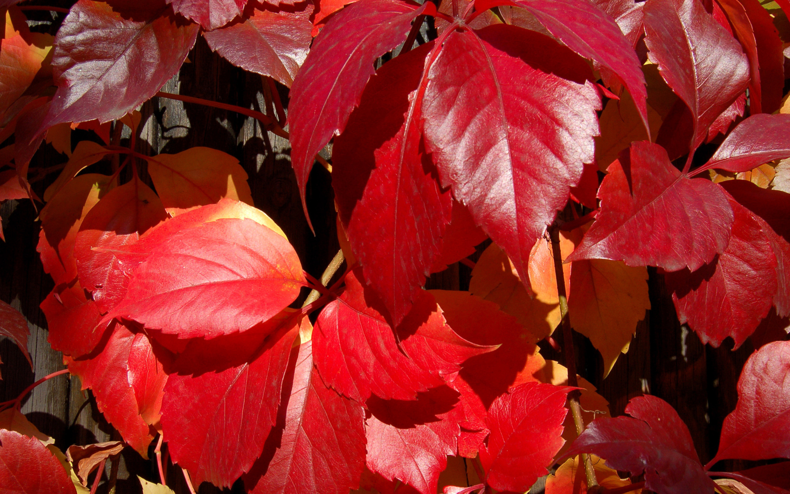 Screenshot №1 pro téma Crimson autumn foliage macro 2560x1600