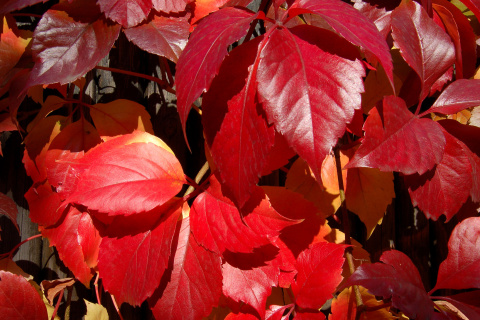 Crimson autumn foliage macro wallpaper 480x320