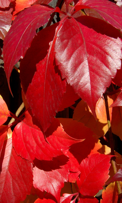 Crimson autumn foliage macro wallpaper 480x800