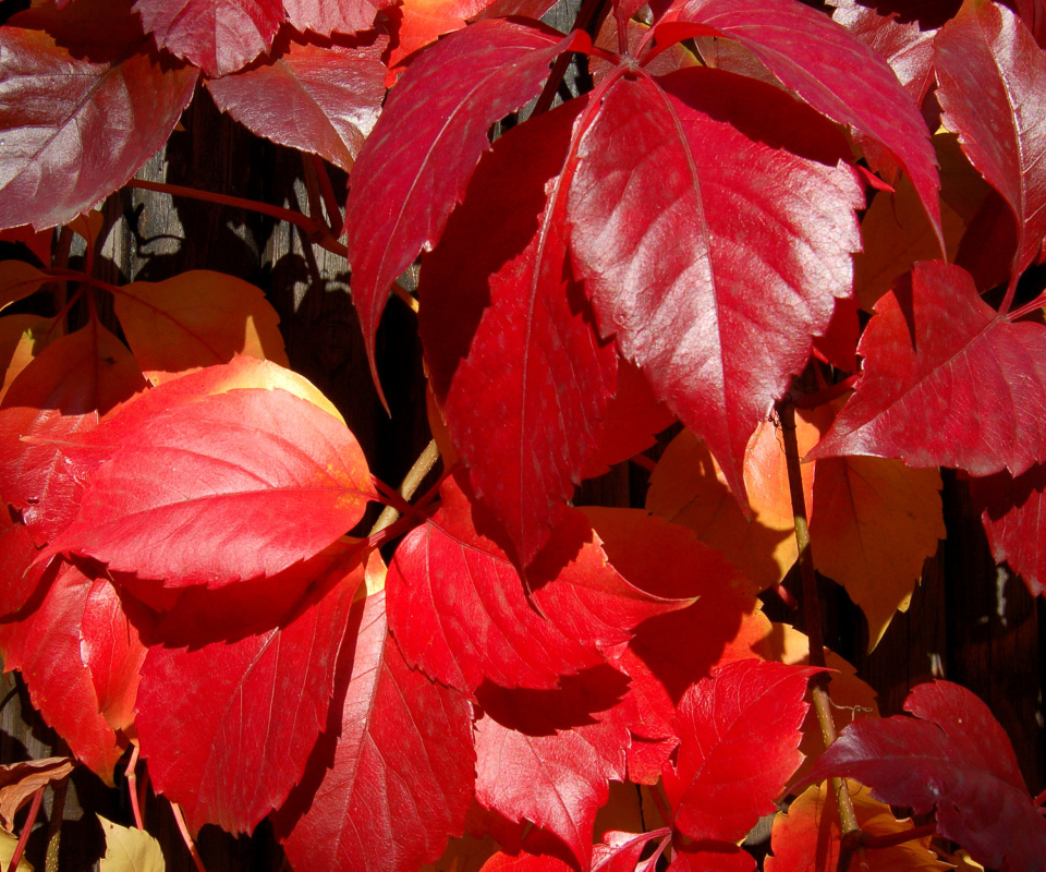 Sfondi Crimson autumn foliage macro 960x800