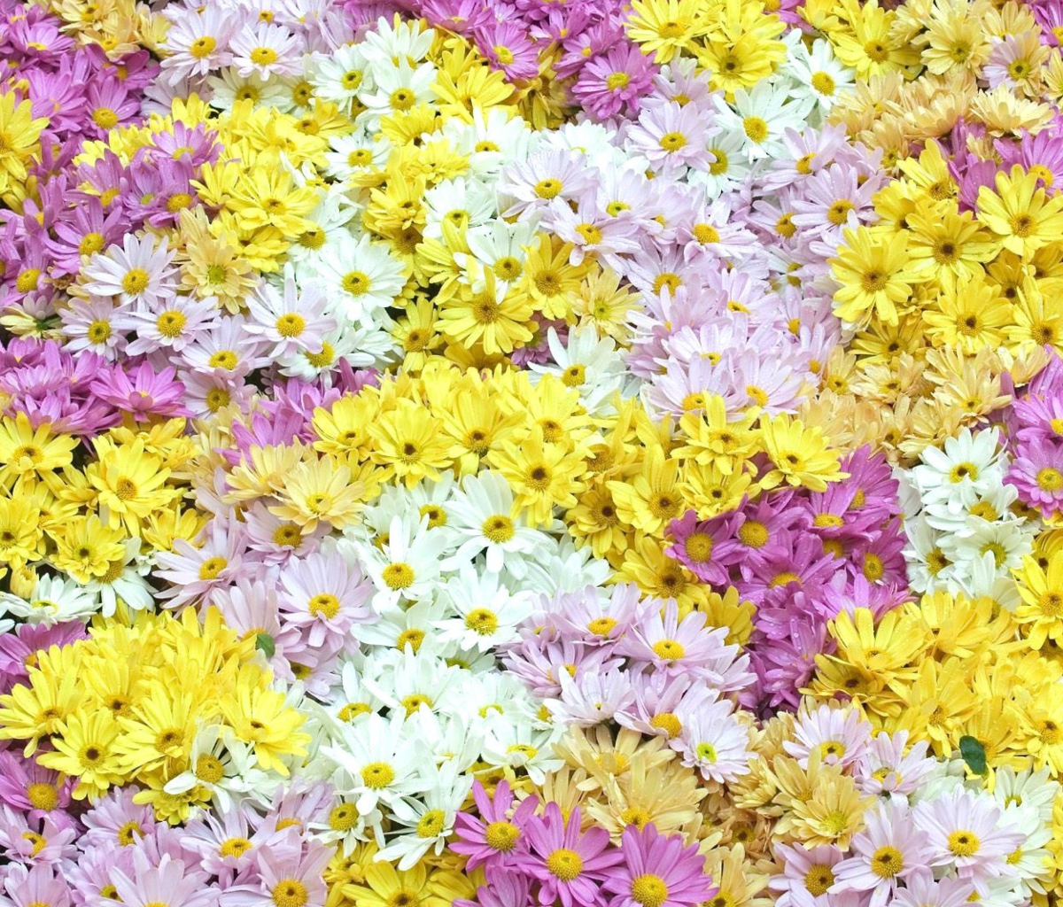 Screenshot №1 pro téma Yellow, White And Purple Flowers 1200x1024