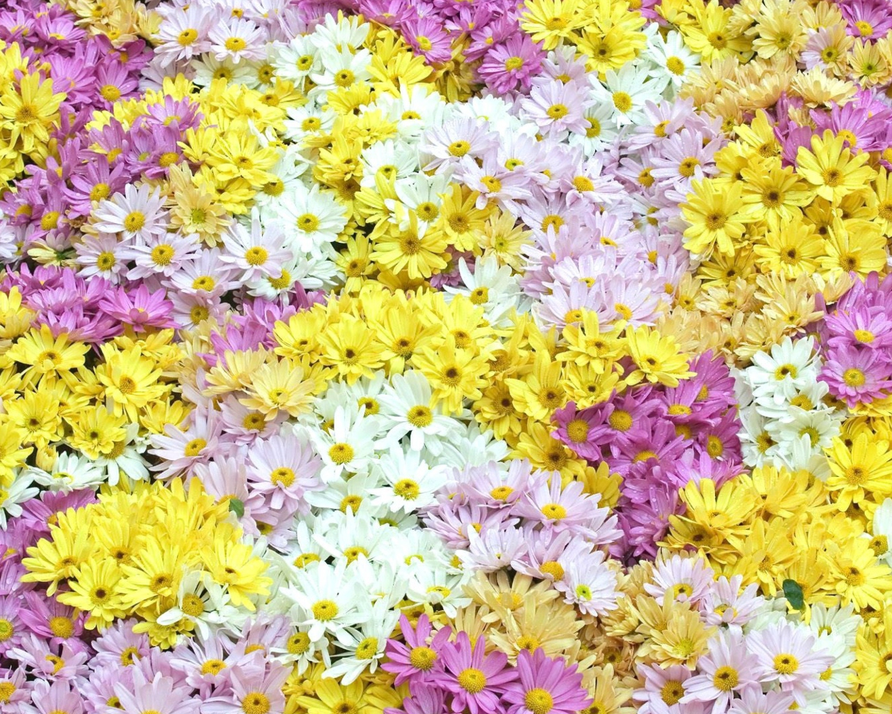Yellow, White And Purple Flowers screenshot #1 1280x1024
