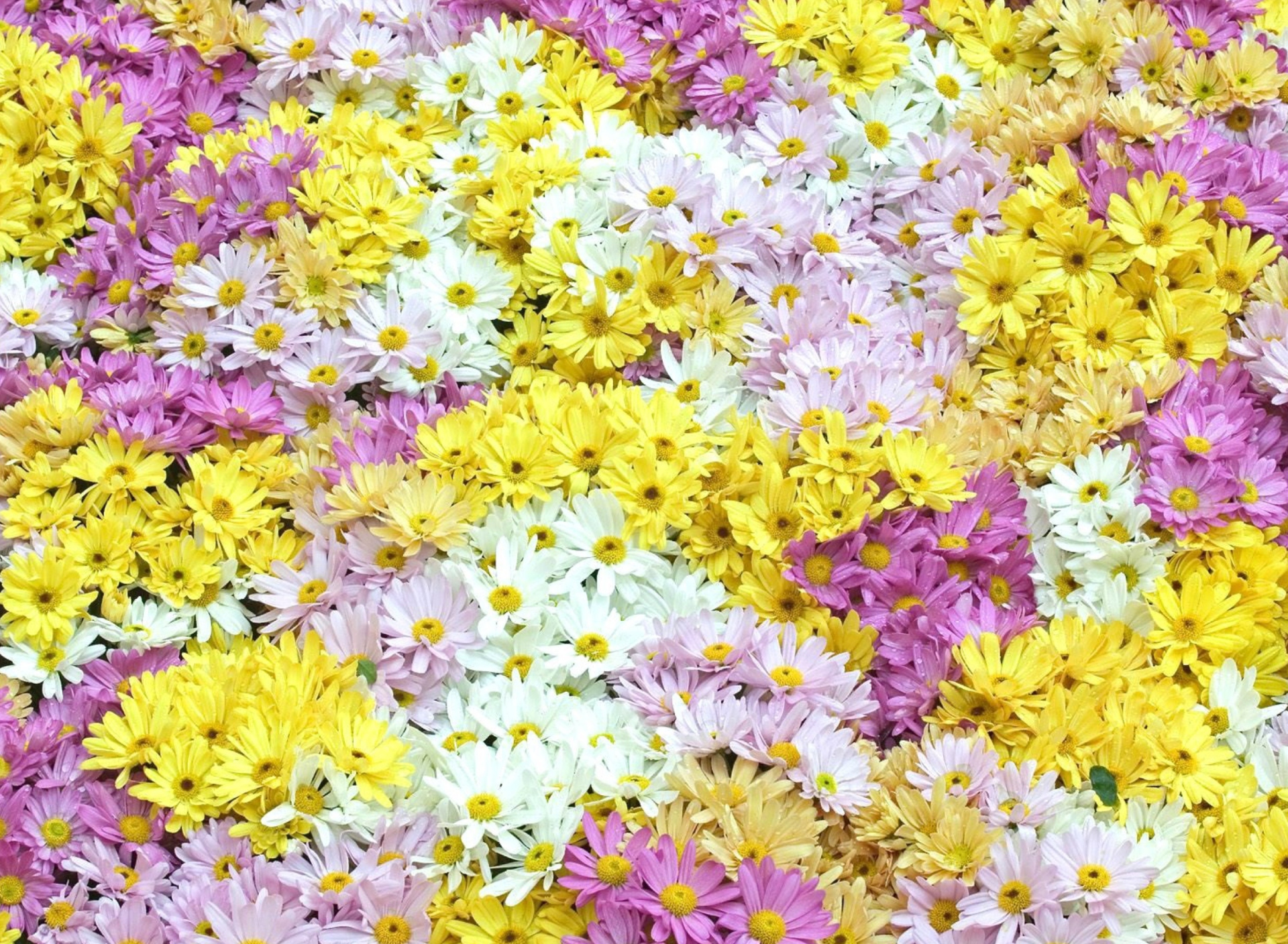 Fondo de pantalla Yellow, White And Purple Flowers 1920x1408