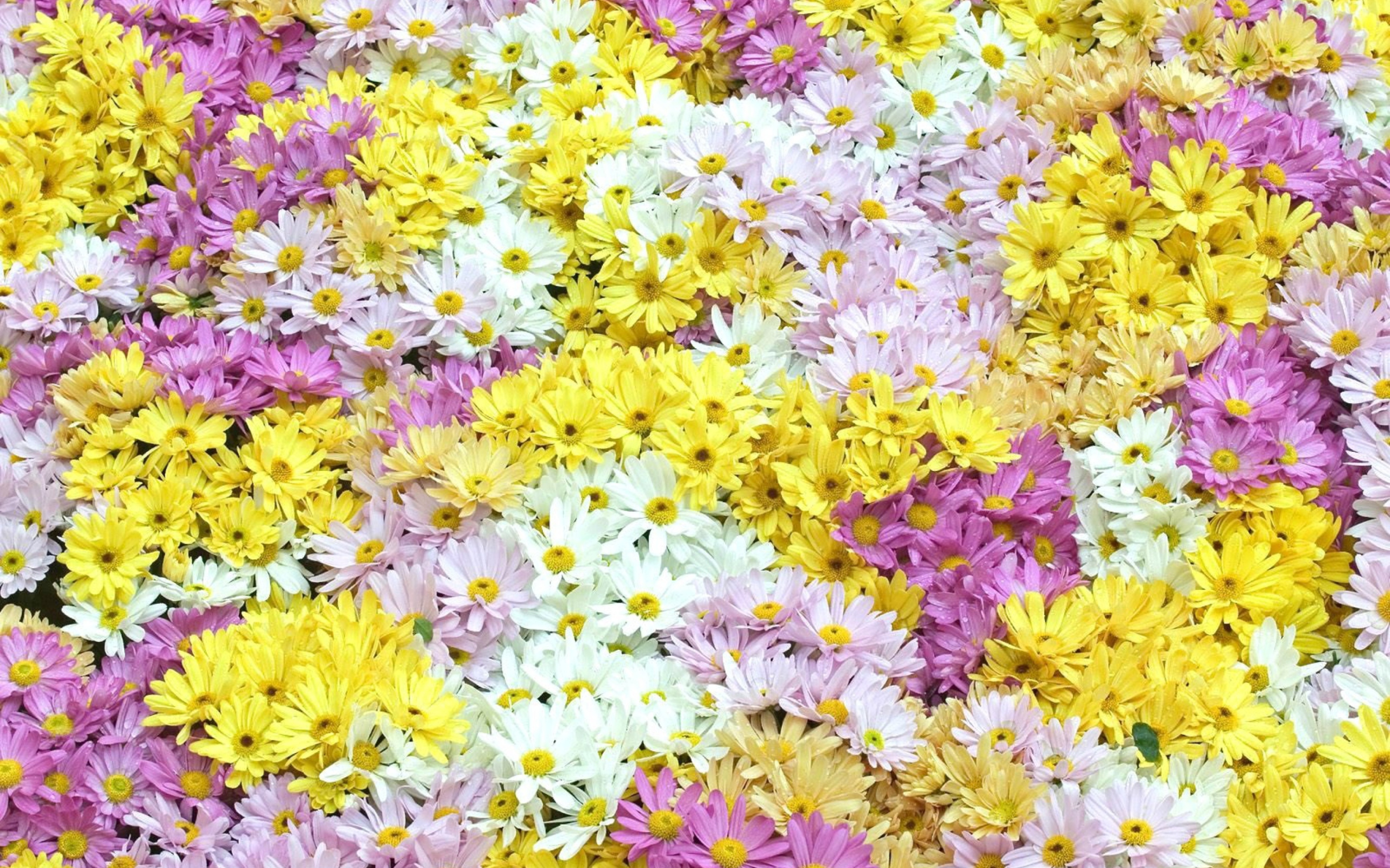 Yellow, White And Purple Flowers screenshot #1 2560x1600