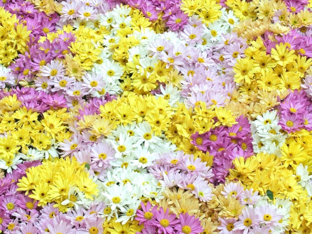 Das Yellow, White And Purple Flowers Wallpaper 640x480