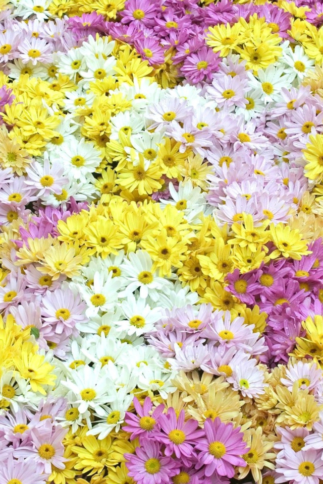 Screenshot №1 pro téma Yellow, White And Purple Flowers 640x960