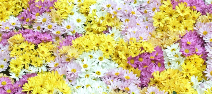 Yellow, White And Purple Flowers screenshot #1 720x320