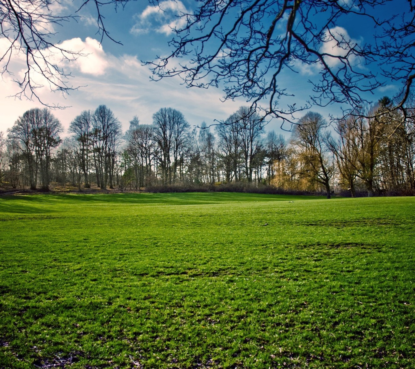 Sfondi Green Grass In Spring 1440x1280