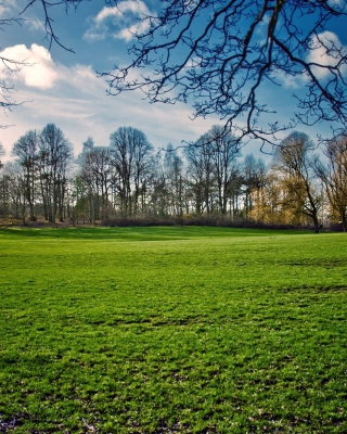 Green Grass In Spring - Obrázkek zdarma pro Nokia C5-03