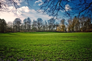 Green Grass In Spring - Obrázkek zdarma pro Nokia XL