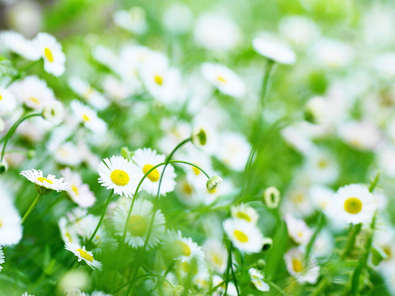 Das Daisy Meadow Wallpaper 800x600