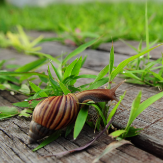 Kostenloses Snail On Green Wallpaper für iPad mini