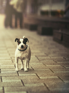 Обои Dog On City Street 240x320