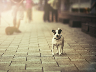 Dog On City Street wallpaper 320x240