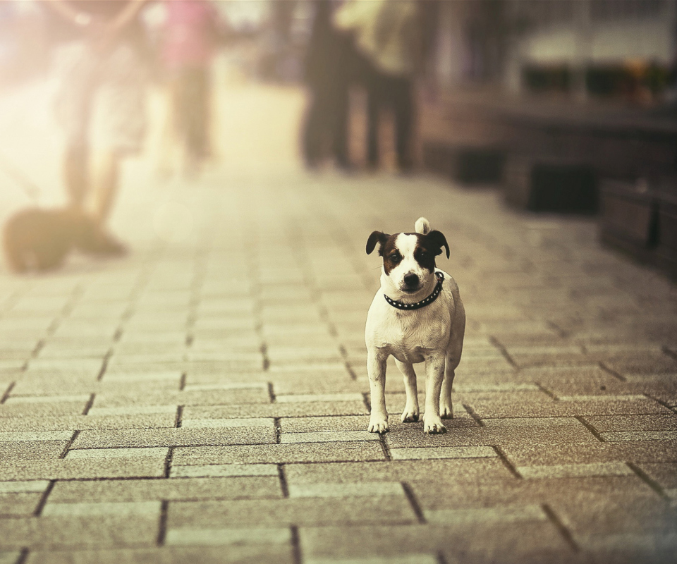 Dog On City Street screenshot #1 960x800