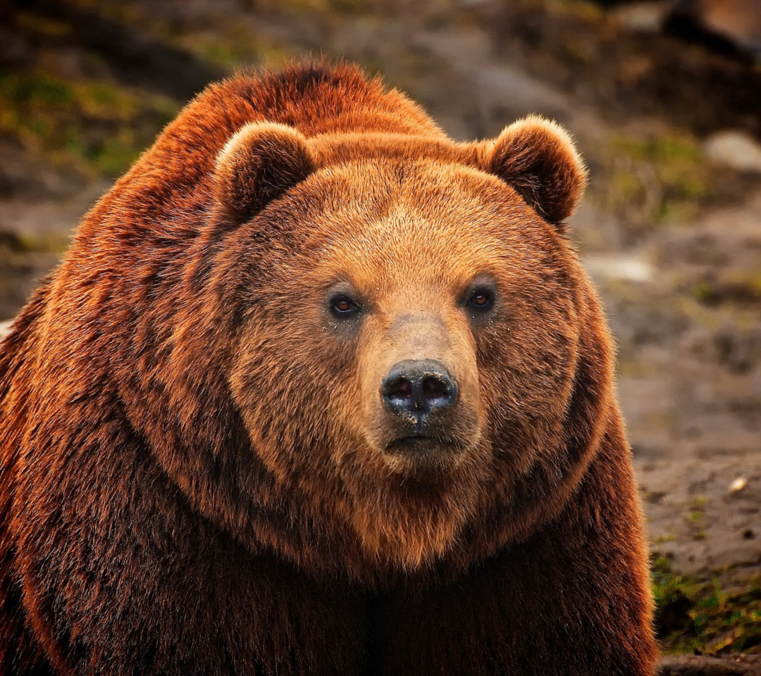 Fondo de pantalla Big Brown Bear 1080x960