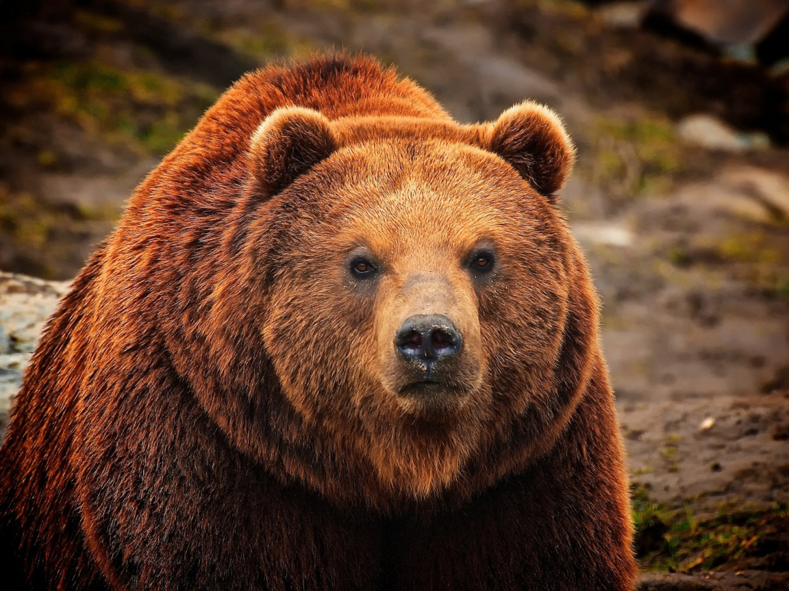 Screenshot №1 pro téma Big Brown Bear 1152x864