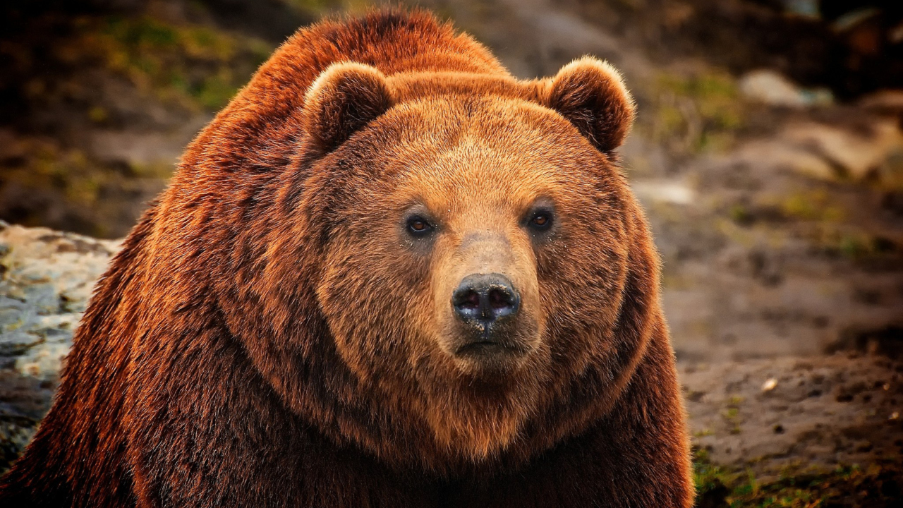 Sfondi Big Brown Bear 1280x720