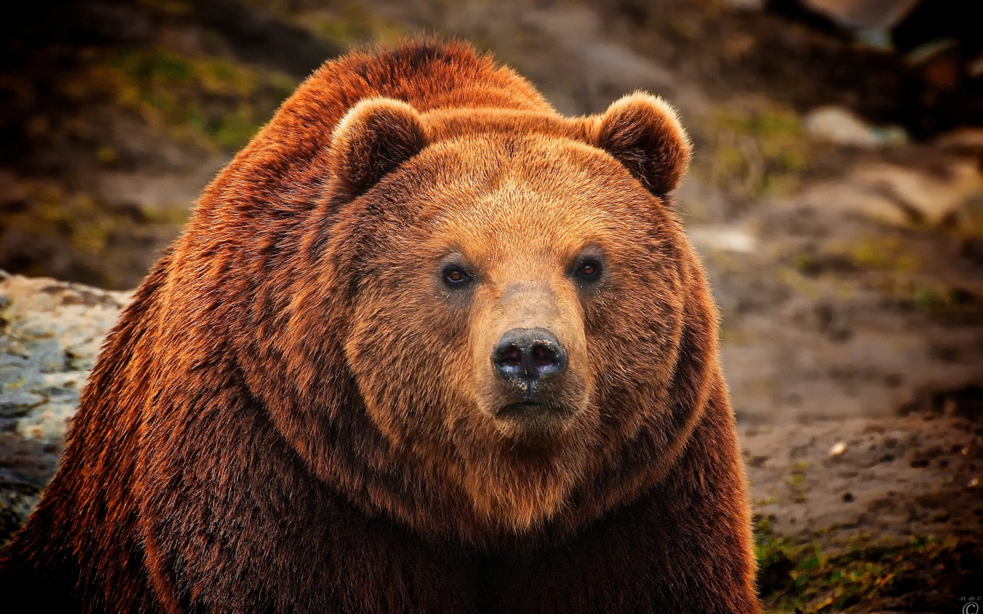 Sfondi Big Brown Bear 1920x1200
