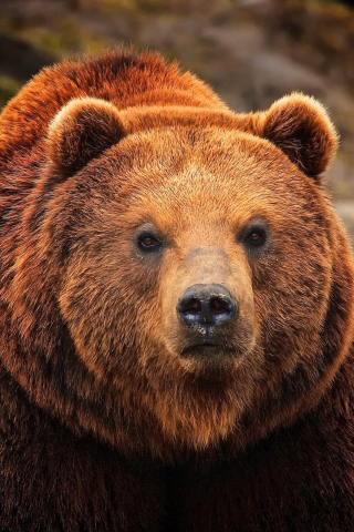 Fondo de pantalla Big Brown Bear 320x480
