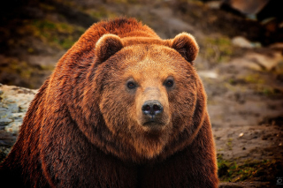 Big Brown Bear - Obrázkek zdarma pro Nokia Asha 201