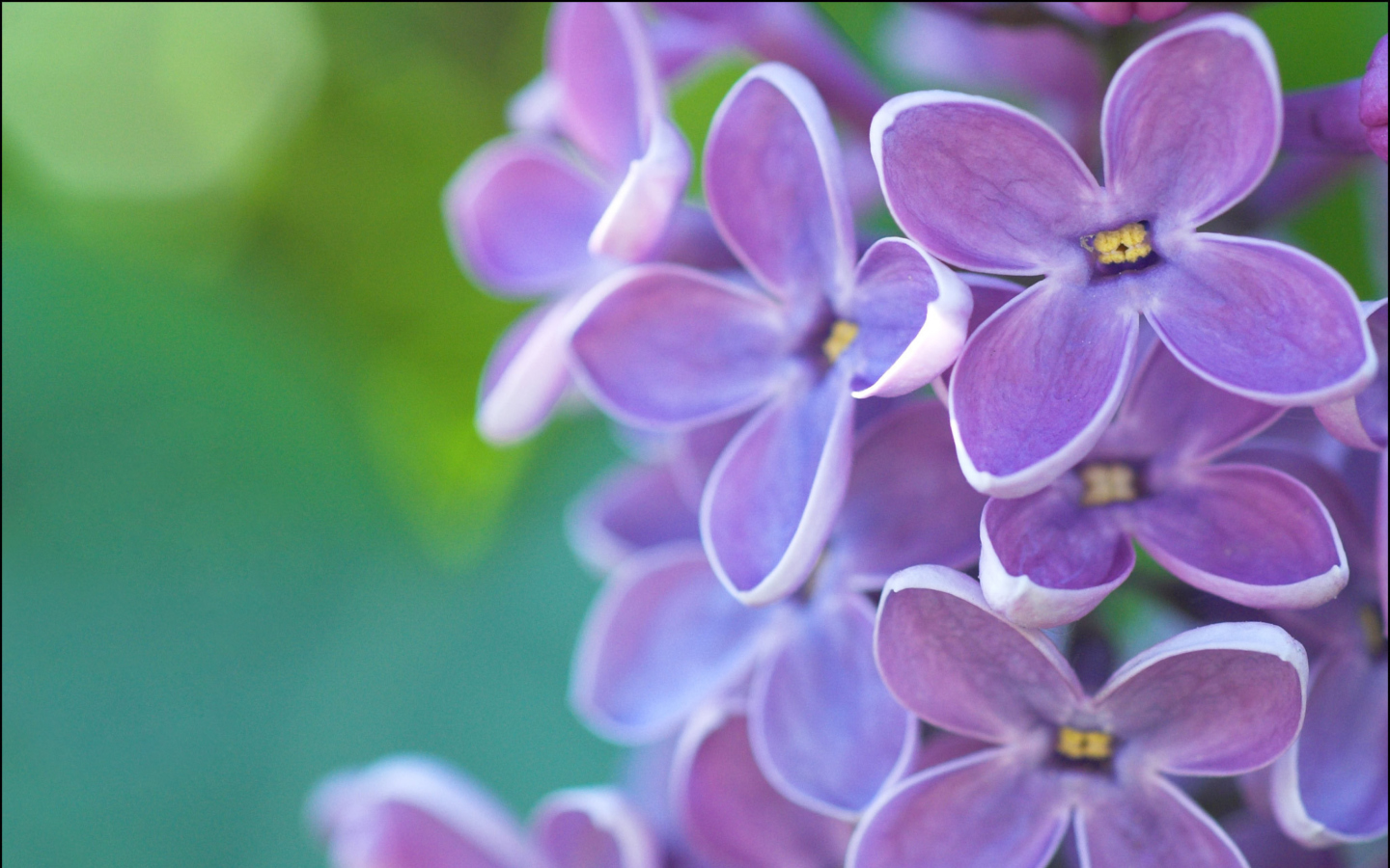 Sfondi Lilac 1440x900