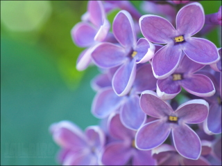 Screenshot №1 pro téma Lilac 320x240