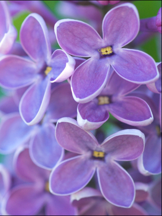 Lilac - Obrázkek zdarma pro Nokia Lumia 2520