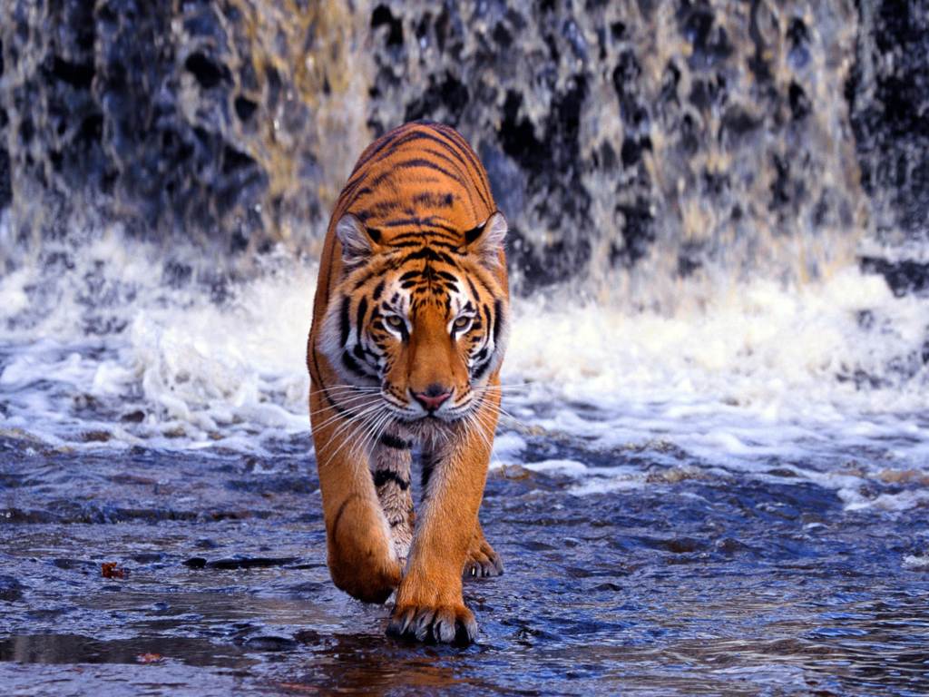 Screenshot №1 pro téma Tiger In Front Of Waterfall 1024x768