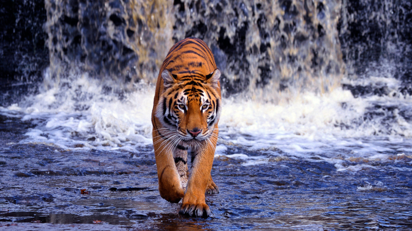 Sfondi Tiger In Front Of Waterfall 1366x768