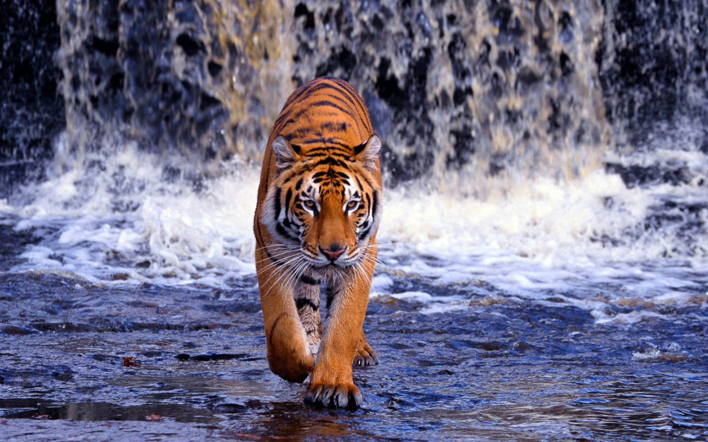 Tiger In Front Of Waterfall screenshot #1 1440x900